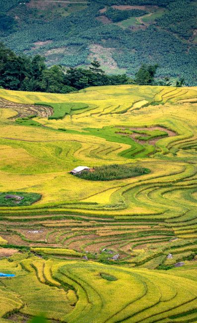 Detail Gambar Pemandangan Sawah Yang Indah Number 7