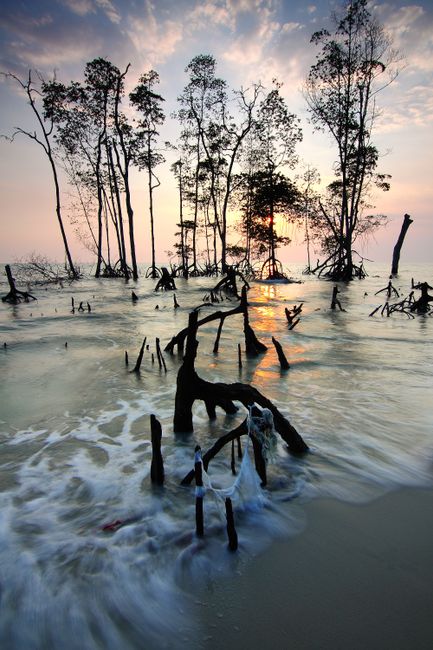 Detail Gambar Hutan Mangrove Yang Lestari Number 17