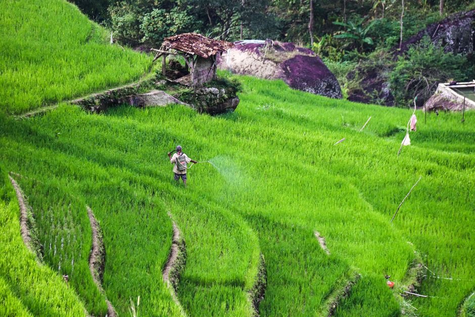 Foto Hujan Di Tengah Sawah