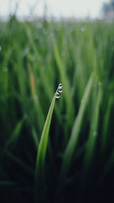 Detail Foto Hujan Di Tengah Sawah Number 19