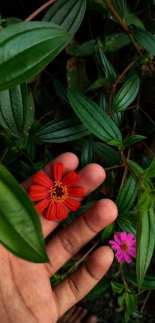 Gambar Bunga Indah Di Taman