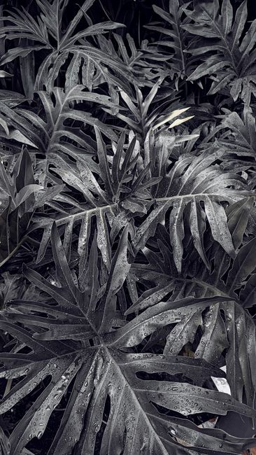 Detail Gambar Daun Tropis Estetik Number 7