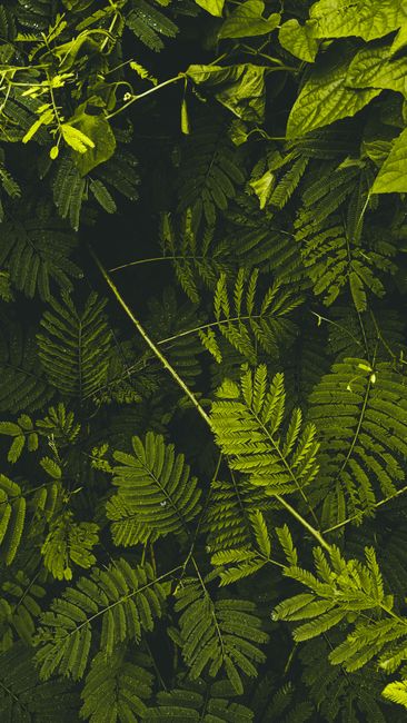 Detail Wallpaper Hutan Untuk Layar Hp Number 17