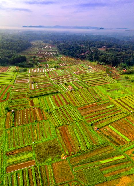Detail Foto Kebun Organik Yang Hijau Number 16