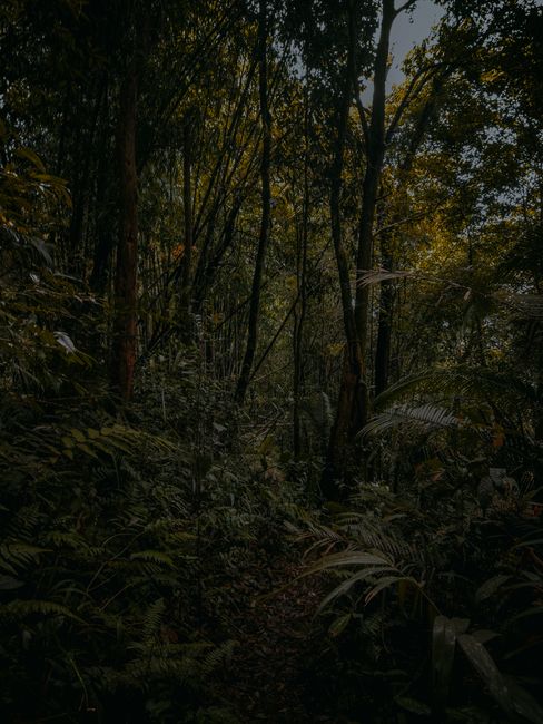 Detail Foto Hutan Cinematic Resolusi Tinggi Number 6
