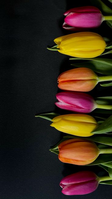 Detail Gambar Bunga Tulip Warna Warni Number 5