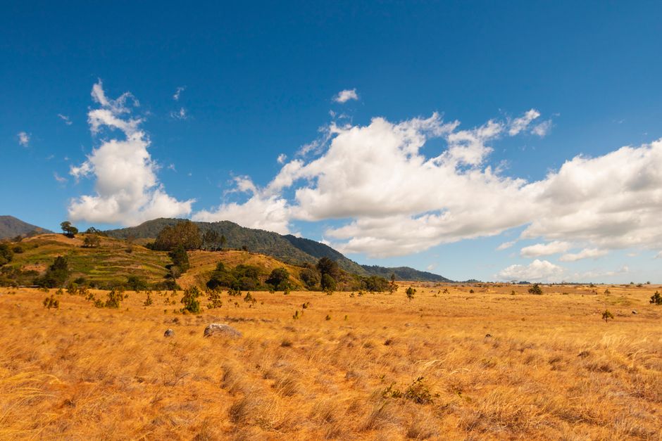 Gambar Pemandangan Savana Luas