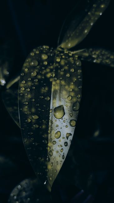 Detail Gambar Embun Pagi Di Daun Number 13
