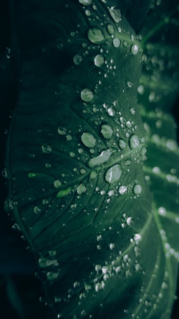 Detail Gambar Embun Pagi Di Daun Number 12