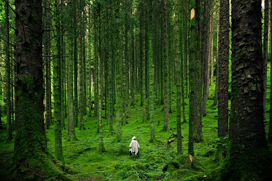 Detail Wallpaper Hutan Hd Untuk Desktop Number 17