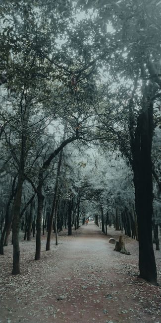 Detail Gambar Hutan Dengan Jalan Setapak Number 19