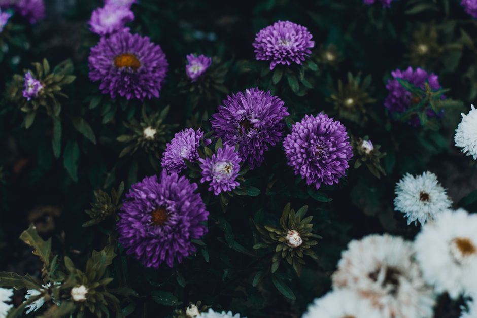 Wallpaper Floral 4k Gratis 56c0