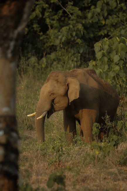 Detail Foto Gajah Di Alam Liar Indonesia Number 14