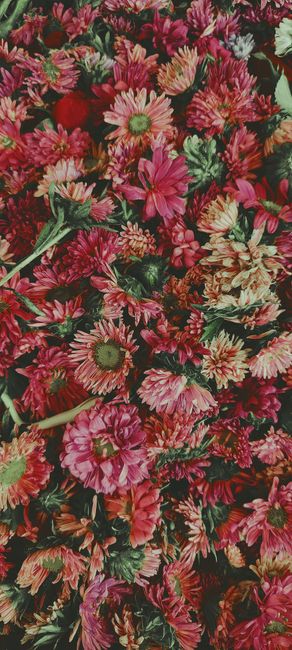 Detail Wallpaper Bunga Hd Untuk Hp Number 12