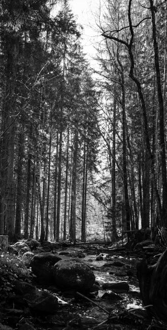 Detail Gambar Hutan Dengan Sungai Kecil Number 6
