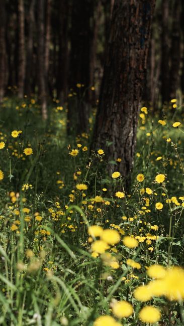 Gambar Hutan Bunga Yang Estetik