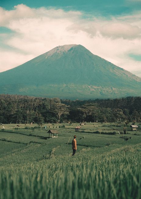 Wallpaper Sawah Untuk Layar Hp