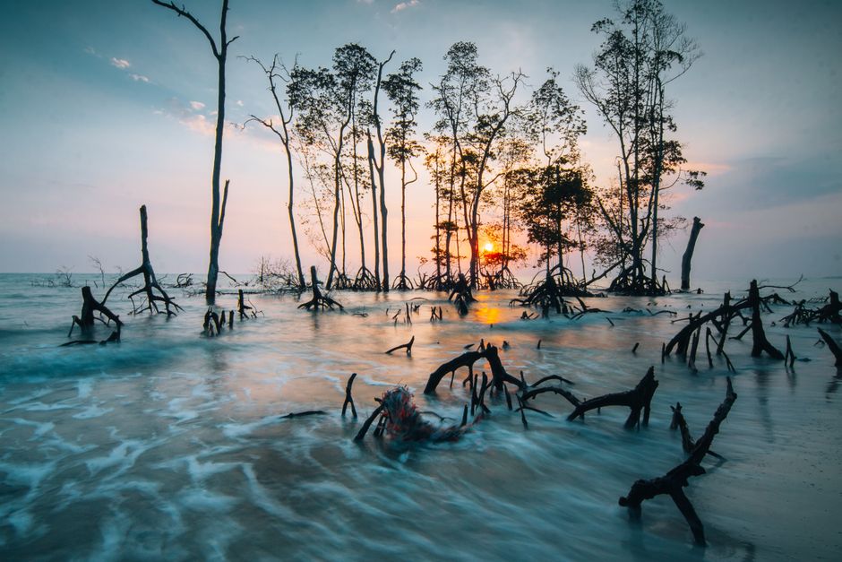 Detail Gambar Hutan Mangrove Yang Lestari Number 14