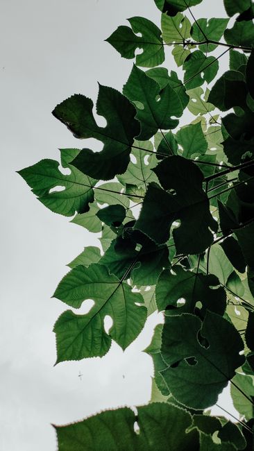 Detail Gambar Daun Tropis Estetik Number 8