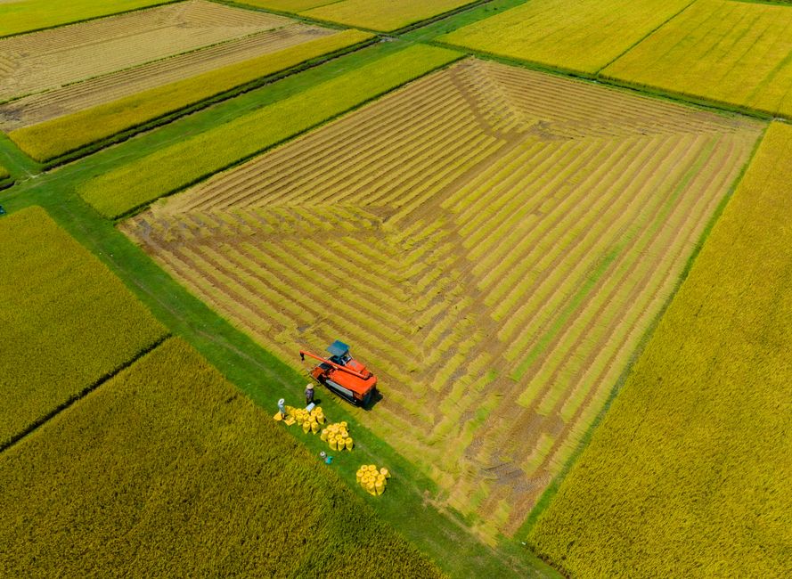 Detail Gambar Sawah Menguning Saat Panen Number 3