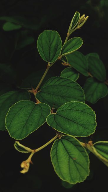 Detail Wallpaper Daun Hijau Minimalis Number 15