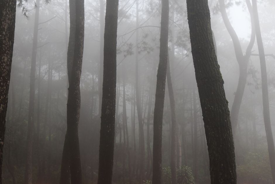 Detail Gambar Kabut Tebal Di Hutan Pinus Number 20