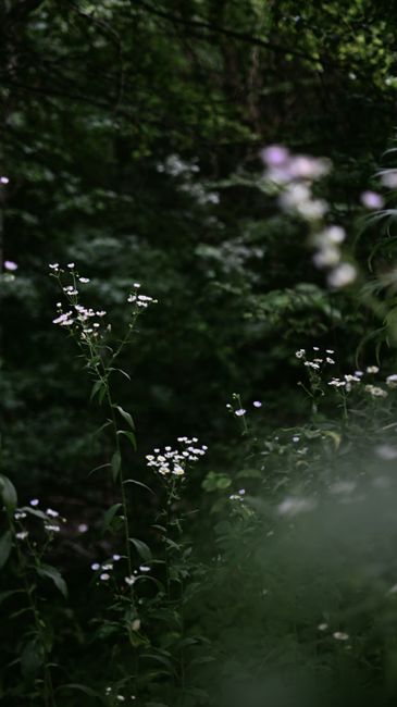 Detail Gambar Hutan Bunga Yang Estetik Number 9