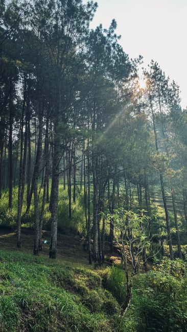 Detail Foto Hutan Pinus Yang Estetik Number 17