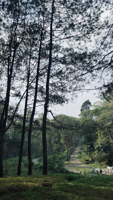 Detail Foto Pepohonan Rindang Di Hutan Number 10