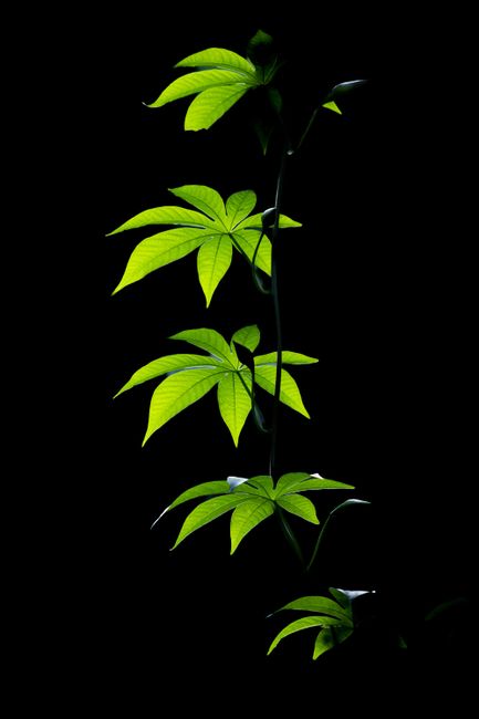 Detail Wallpaper Daun Hijau Minimalis Number 12