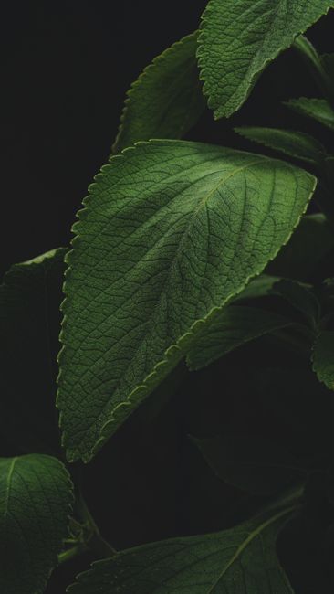 Detail Wallpaper Daun Hijau Minimalis Number 20