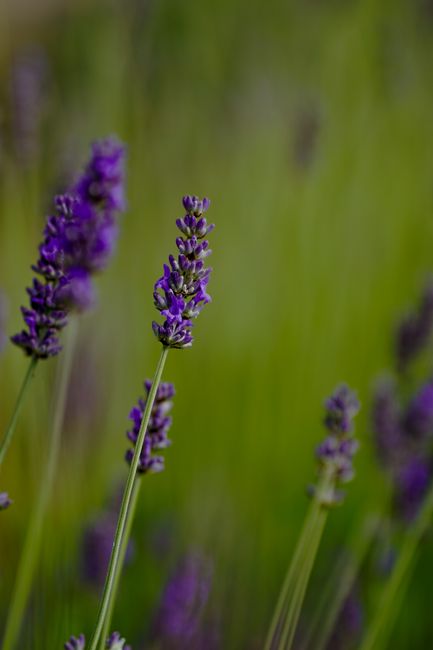 Detail Gambar Bunga Lavender Di Kebun Number 12