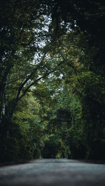 Detail Wallpaper Hutan Untuk Layar Hp Number 13