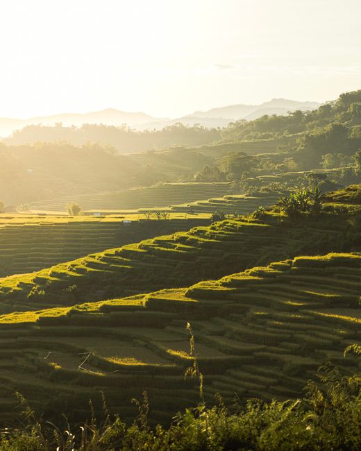 Detail Gambar Sawah Saat Matahari Terbit Number 9