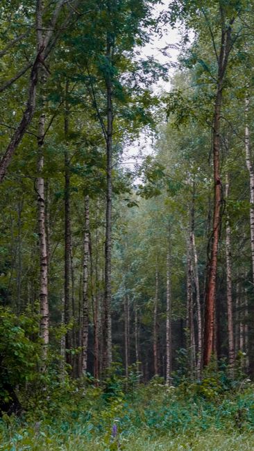 Detail Gambar Ekosistem Hutan Yang Mudah Number 15