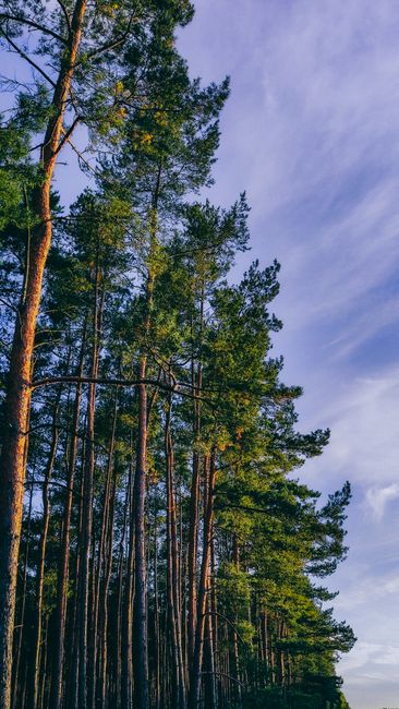 Detail Gambar Hutan Pinus Untuk Background Number 8