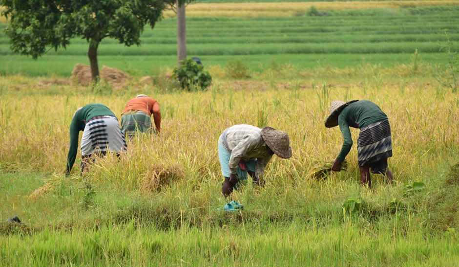 Detail Gambar Sawah Kartun Yang Mudah Number 12