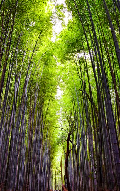 Foto Hutan Bambu Yang Indah 5dd8