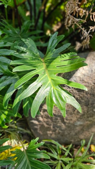 Detail Gambar Daun Tropis Estetik Number 14