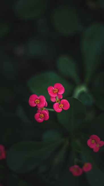 Detail Wallpaper Bunga Hd Untuk Hp Number 14