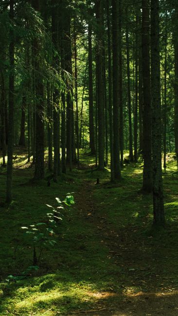Detail Background Hutan Hijau Resolusi Tinggi Number 9