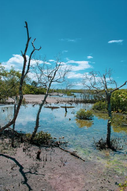 Detail Gambar Hutan Mangrove Yang Lestari Number 19