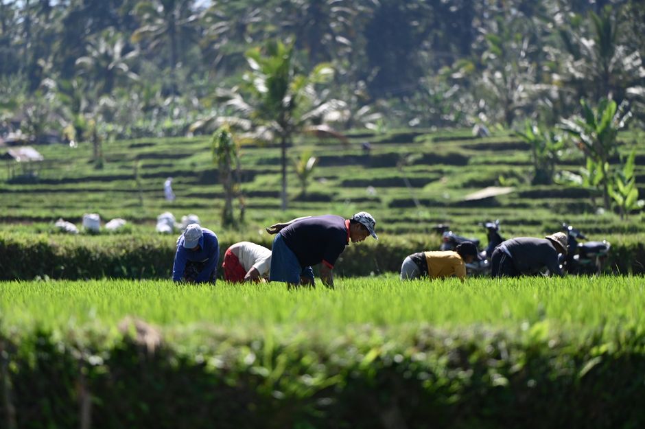 Detail Foto Sawah Hijau Di Bali Number 9