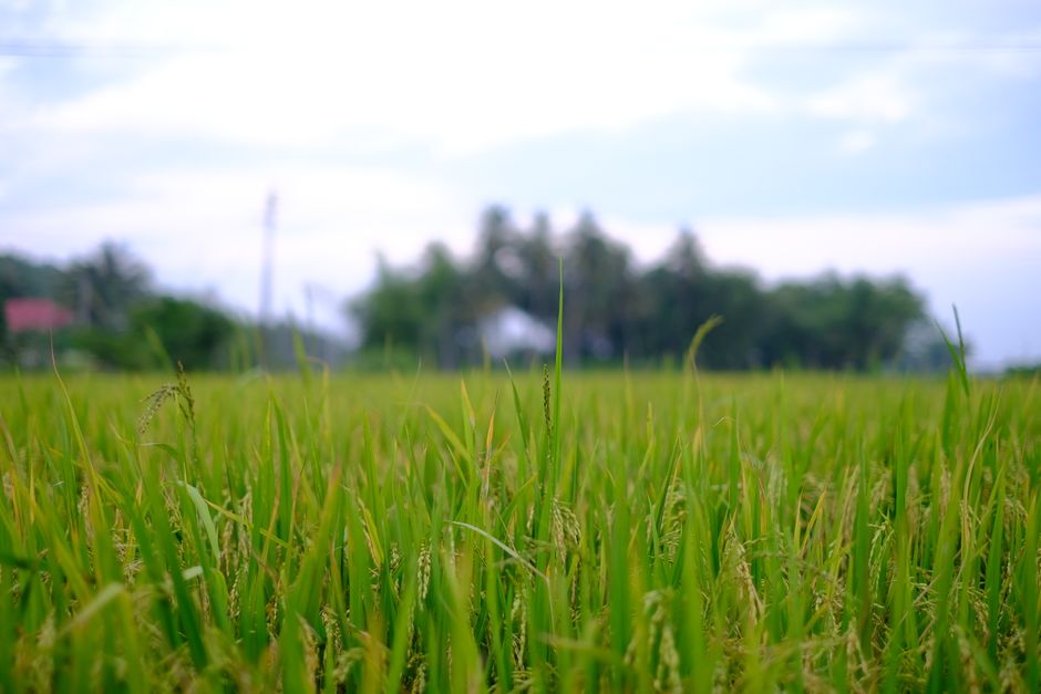 Detail Wallpaper Sawah Hd Untuk Laptop Number 8