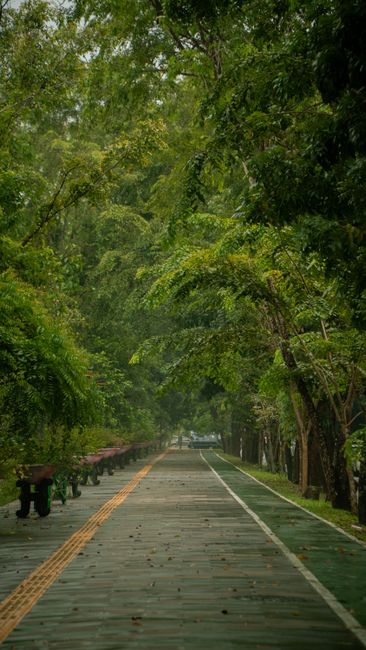 Detail Foto Jalan Hutan Saat Hujan Number 3