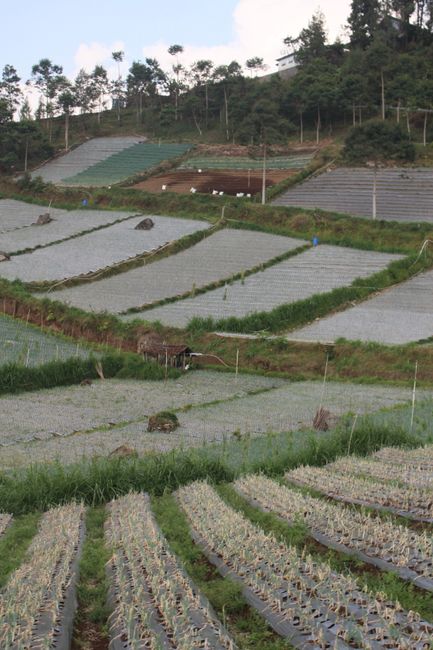 Detail Foto Kebun Organik Yang Hijau Number 8