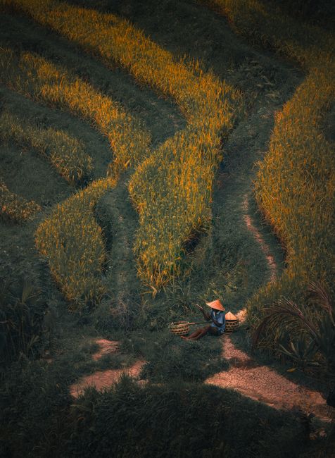 Detail Gambar Pemandangan Sawah Yang Indah Number 16