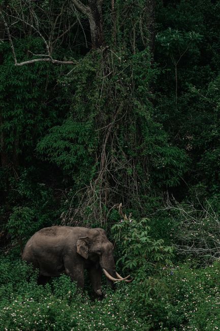 Detail Foto Gajah Di Alam Liar Indonesia Number 18