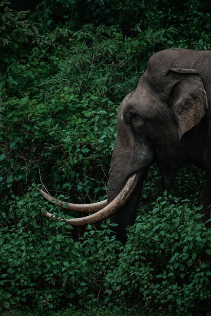 Foto Gajah Di Alam Liar Indonesia 7984