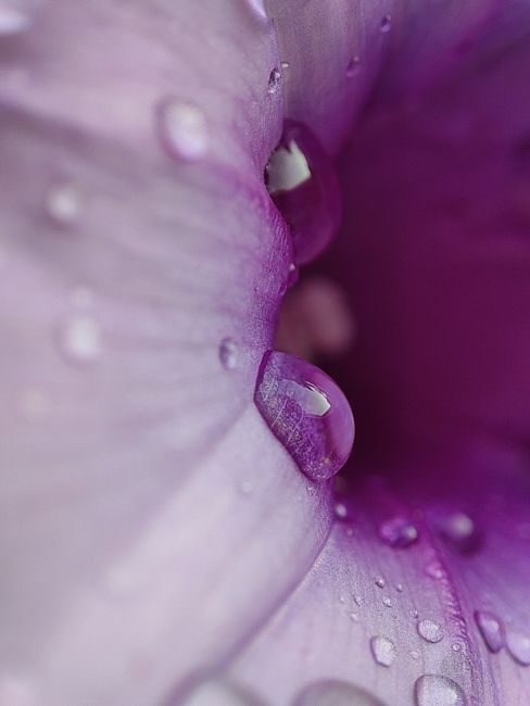 Detail Foto Makro Bunga Dengan Embun Number 20